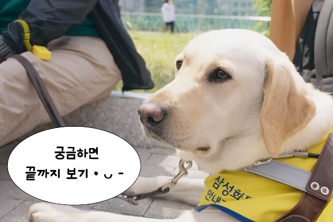 삼성화재 유튜브의안내견학교 콘텐츠 이름은OOOOOOO 이에요